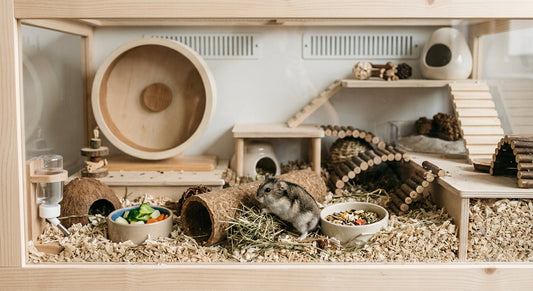 Hamster nain : quelles espèces, et ce que « nain » change à la cage