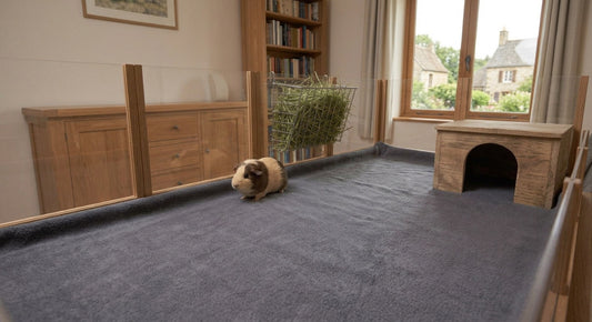 Cochon d'Inde dans un très grand enclos d'intérieur au sol textile, avec cachette en bois et râtelier à foin : la surface ne se réduit pas