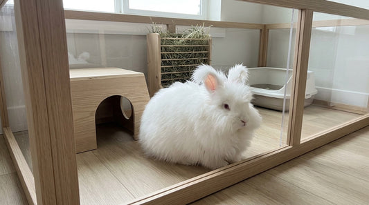 Lapin angora blanc à poil long dans un enclos avec cachette en bois, râtelier à foin et bac à litière
