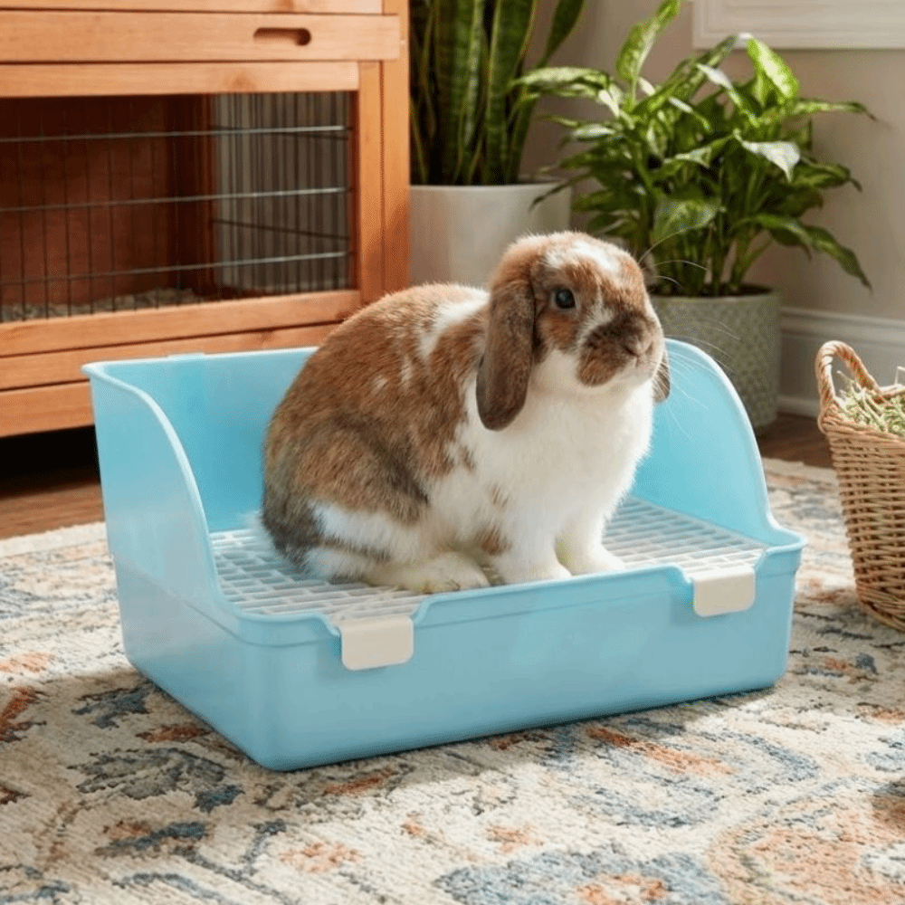 Lapin bélier assis dans un bac à litière bleu à dos relevé, posé au sol d'une pièce