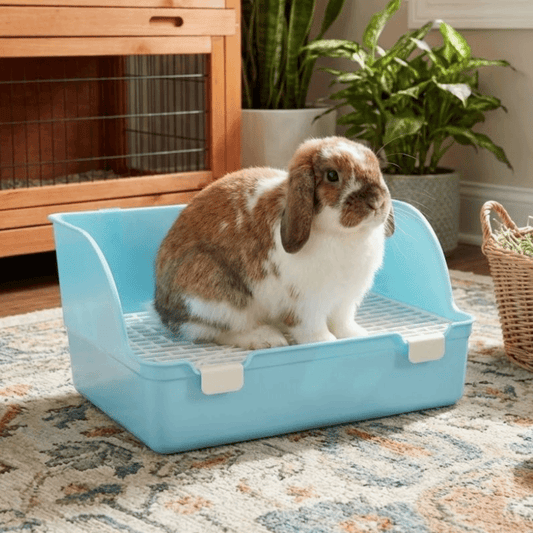 Lapin bélier assis dans un bac à litière bleu à dos relevé, posé au sol d'une pièce