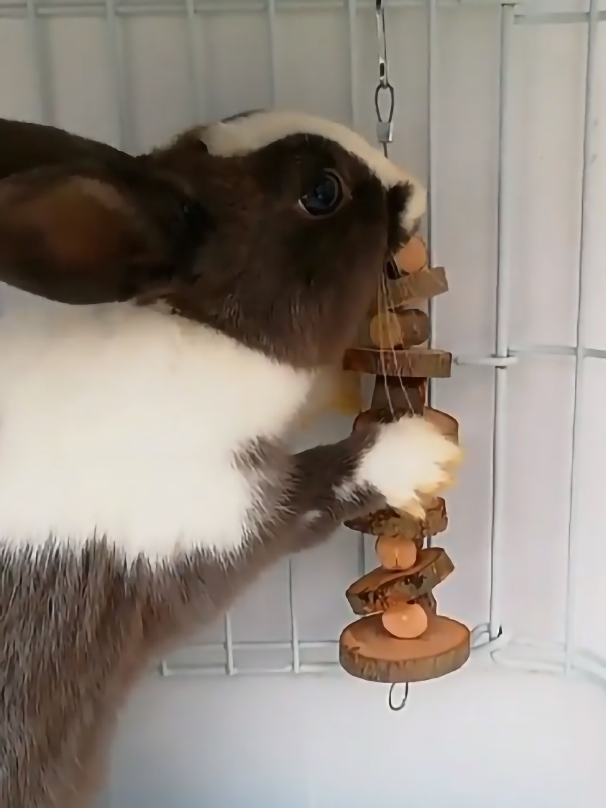 Lapin brun et blanc rongeant les rondelles de bois de pomme