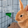 Lapin roux buvant à l'embout métallique d'un abreuvoir suspendu aux barreaux de sa cage