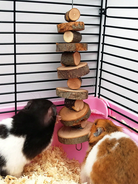 Lapin noir et blanc devant une brochette de bois de pomme suspendue dans sa cage