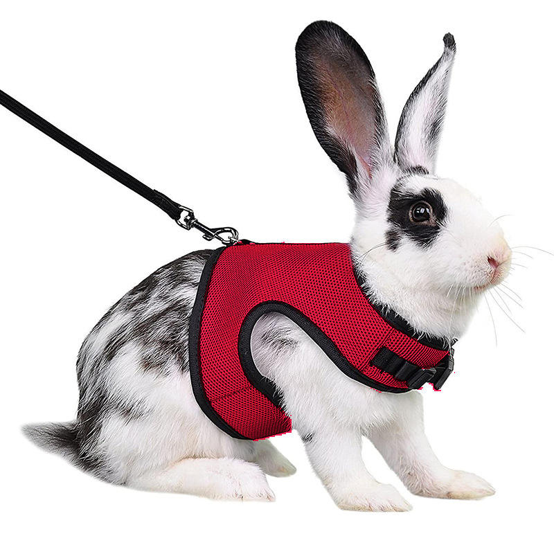 Lapin portant le harnais en maille rouge bourgogne, vu de profil
