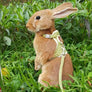 Lapin roux dressé dans l'herbe, portant un harnais en lin vert avec sa laisse
