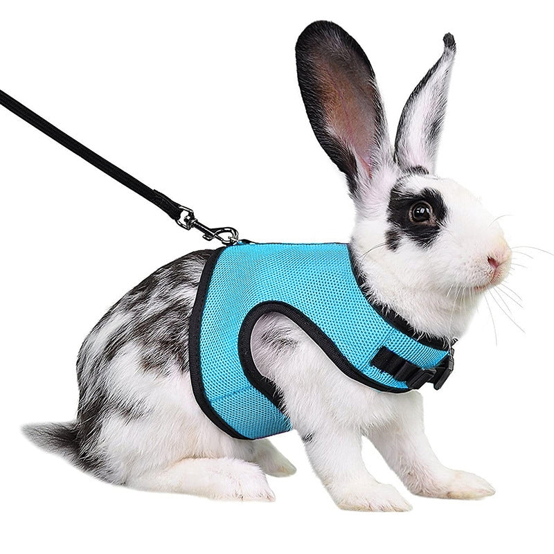 Lapin portant le harnais en maille bleu, vu de profil