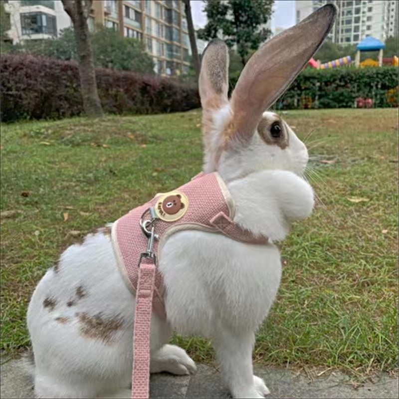 Lapin blanc portant un harnais en lin rose poudré, dehors